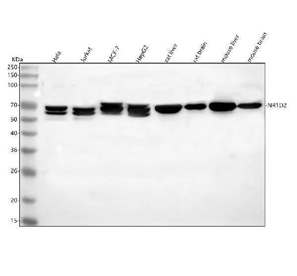 Anti-NR1D2 Antibody Picoband®