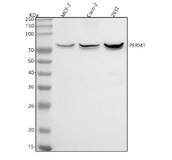 Anti-PERM1 Antibody Picoband®
