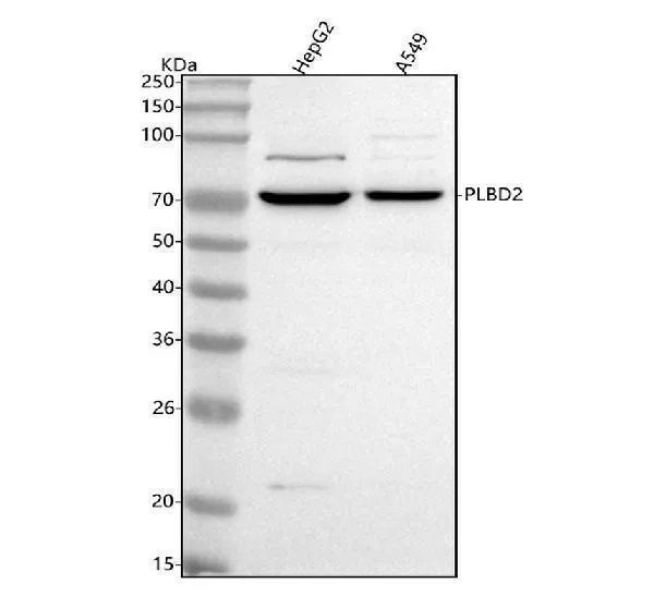 Anti-PLBD2 Antibody Picoband®