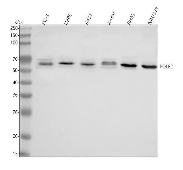 Anti-POLE2 Antibody Picoband®