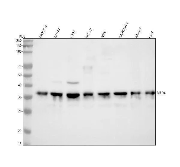 Anti-MED4 Antibody Picoband®