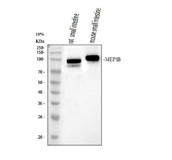 Anti-MEP1B Antibody Picoband®