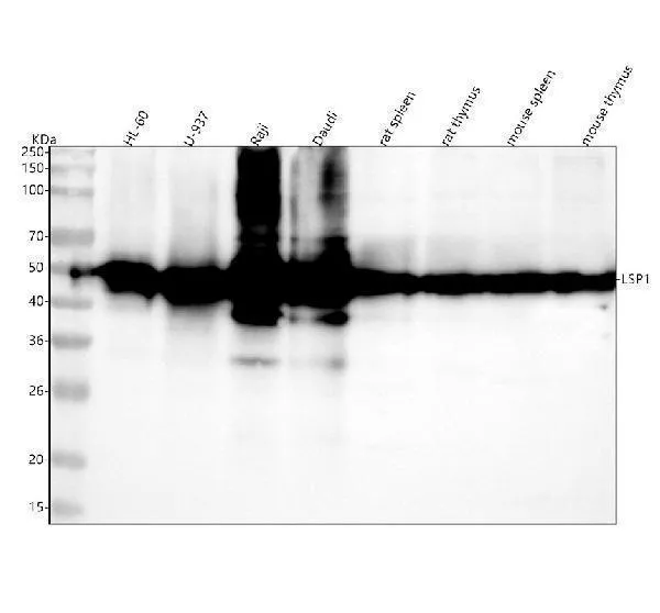 Anti-LSP1 Antibody Picoband®