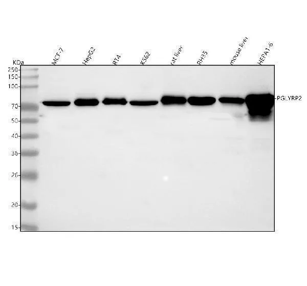 Anti-PGLYRP2 Antibody Picoband®
