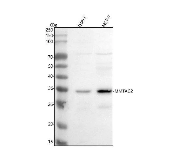 Anti-MMTAG2 Antibody Picoband®