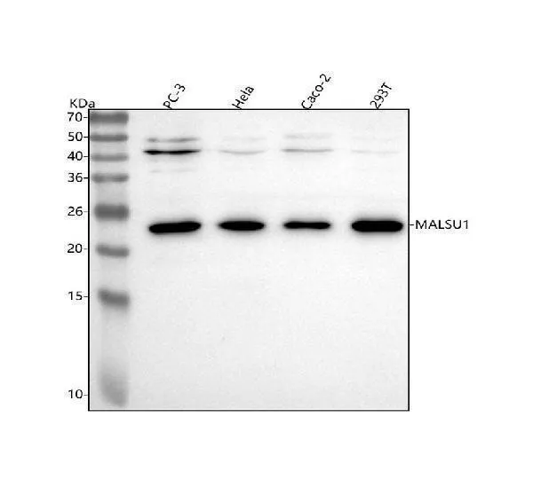 Anti-C7orf30/MALSU1 Antibody Picoband®