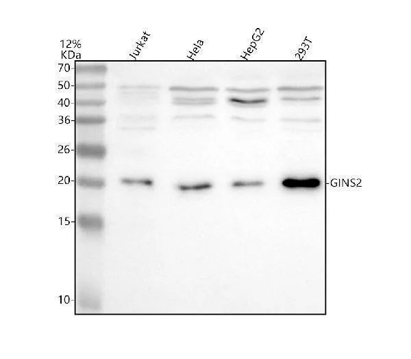 Anti-PSF2/GINS2 Antibody Picoband®