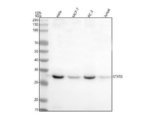 Antisyntaxine 10/STX10 Antibody Picoband®