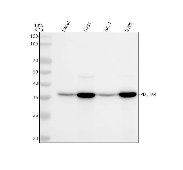 Anti-PDLIM4 Antibody Picoband®