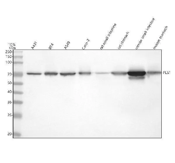 Anti-PLS1 Antibody Picoband®