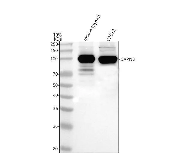 Anti-Calpain 3/CAPN3 Antibody Picoband®