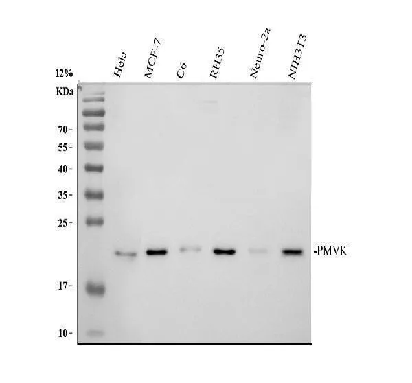Anti-PMVK Antibody Picoband®