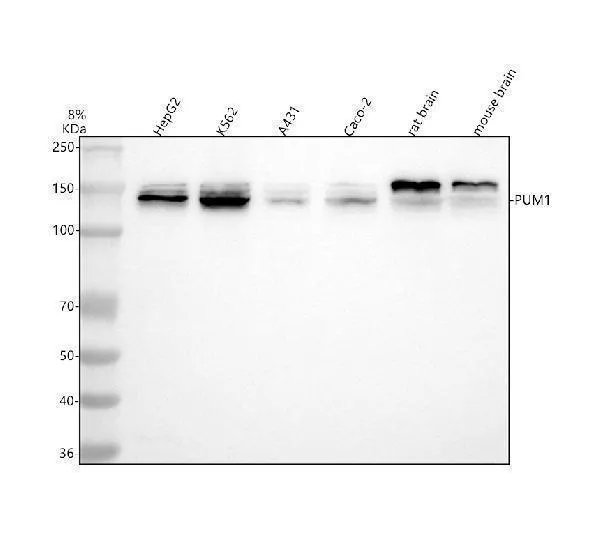 Anti-PUM1 Antibody Picoband®