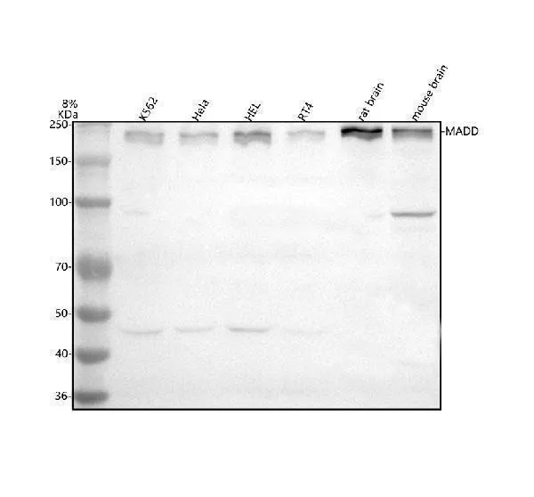 Anti-MADD Antibody Picoband®