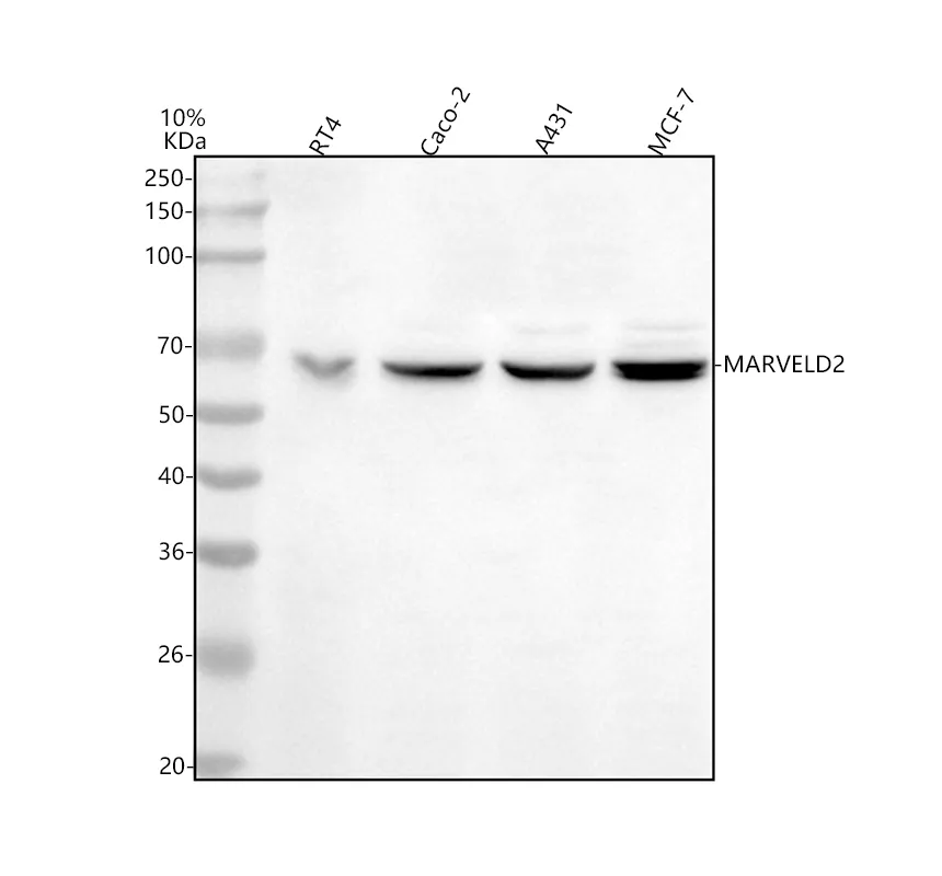 Anti-MARVELD2 Antibody Picoband®