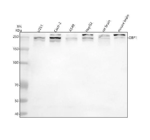 Anti-GBF1 Antibody Picoband®
