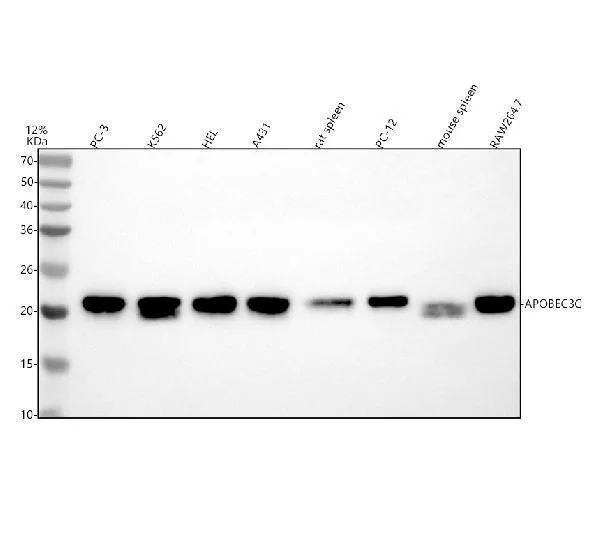 Anti-APOBEC3C Antibody Picoband®