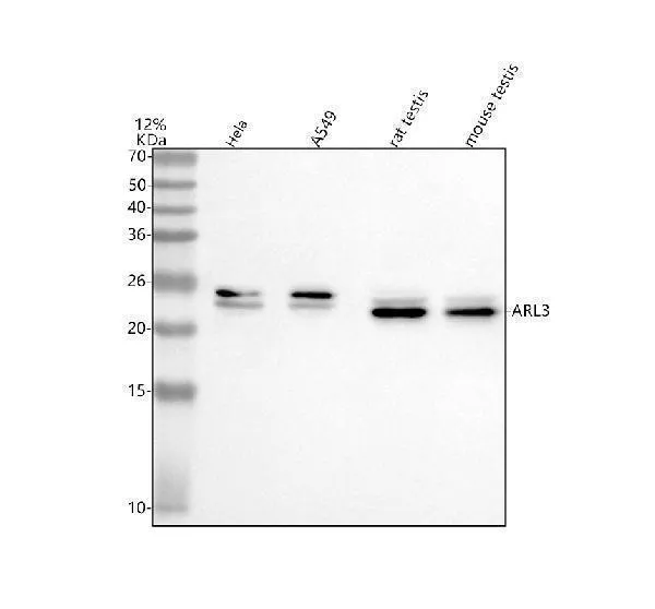 Anti-ARL3 Antibody Picoband®