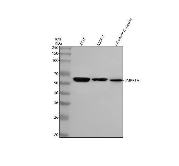 Anti-BMPR1A Antibody Picoband®