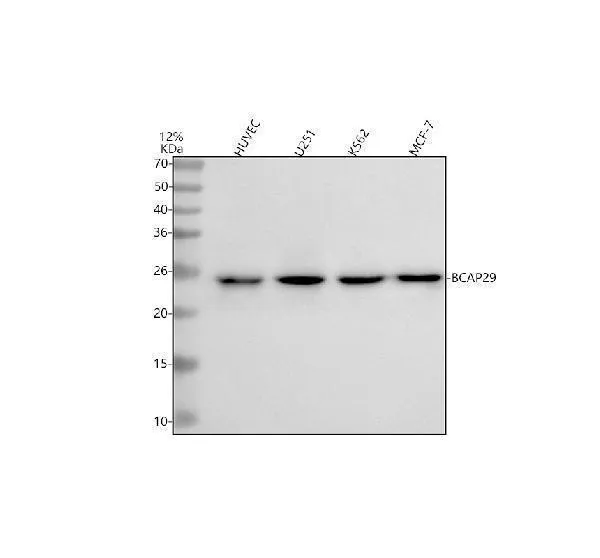 Anti-BAP29/BCAP29 Antibody Picoband®