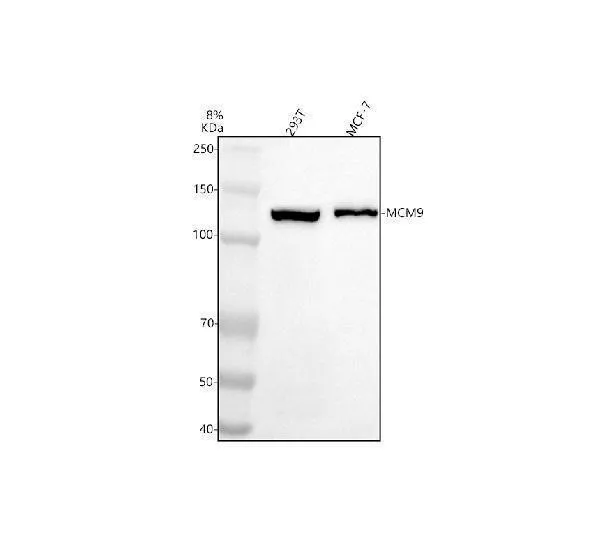 Anti-MCM9 Antibody Picoband®