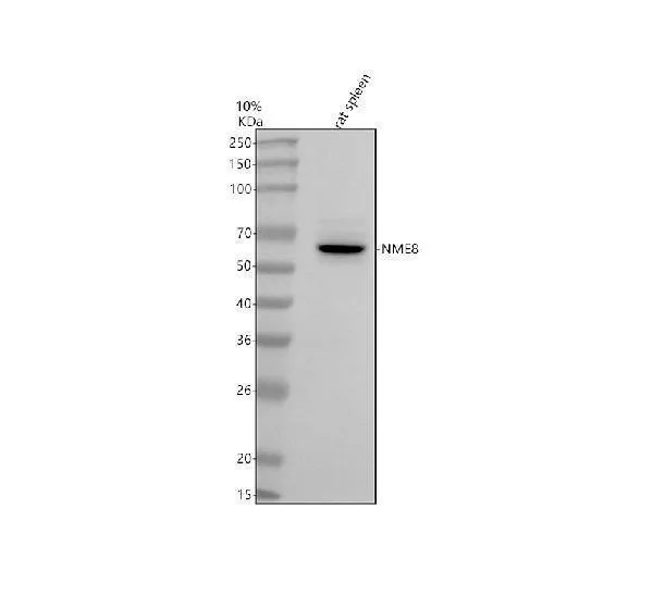 Anti-TXNDC3/NME8 Antibody Picoband®
