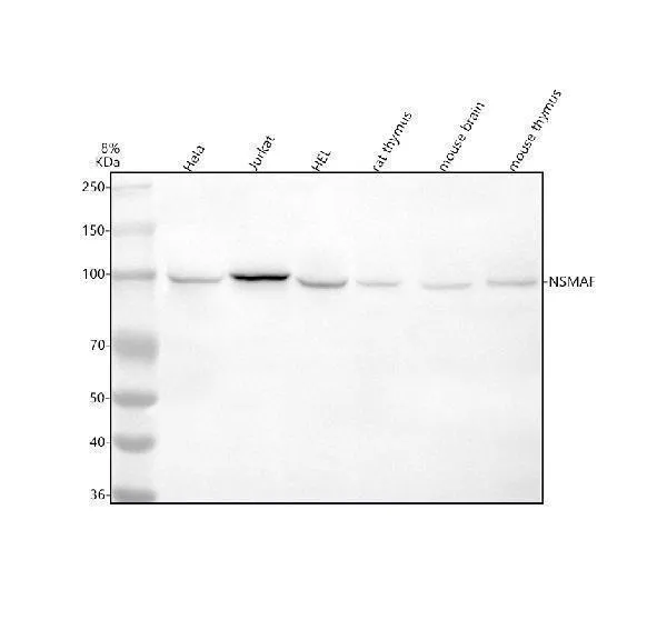 Anti-NSMAF Antibody Picoband®