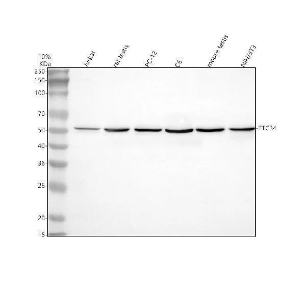 Anti-TTC34 Antibody Picoband®