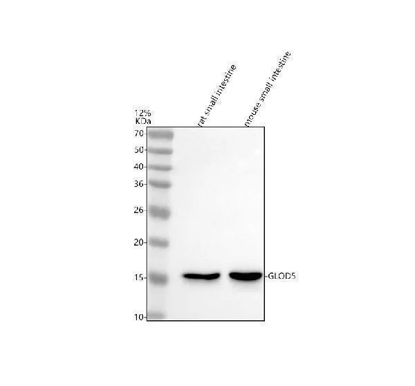 Anti-GLOD5 Antibody Picoband®
