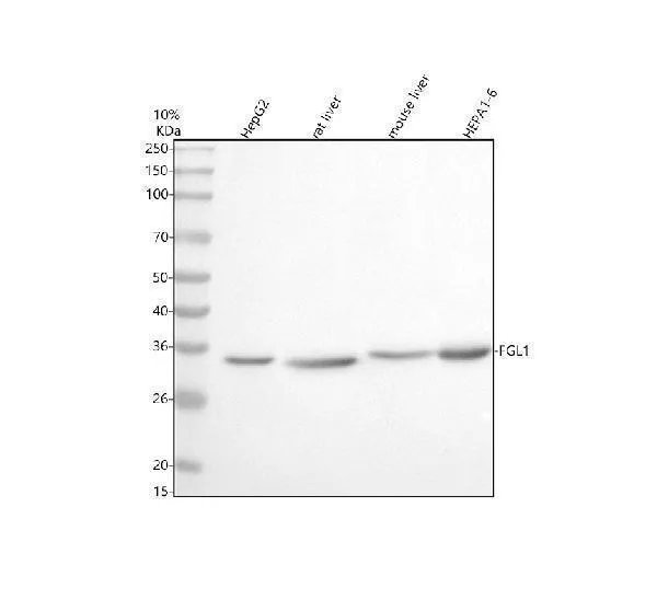 Anti-FGL1 Antibody Picoband®