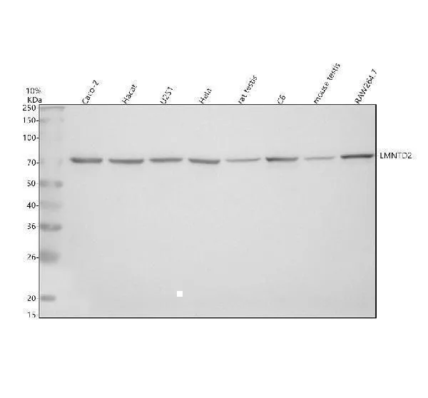 Anti-LMNTD2 Antibody Picoband®