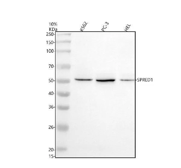 Anti-Spred1 Antibody Picoband®