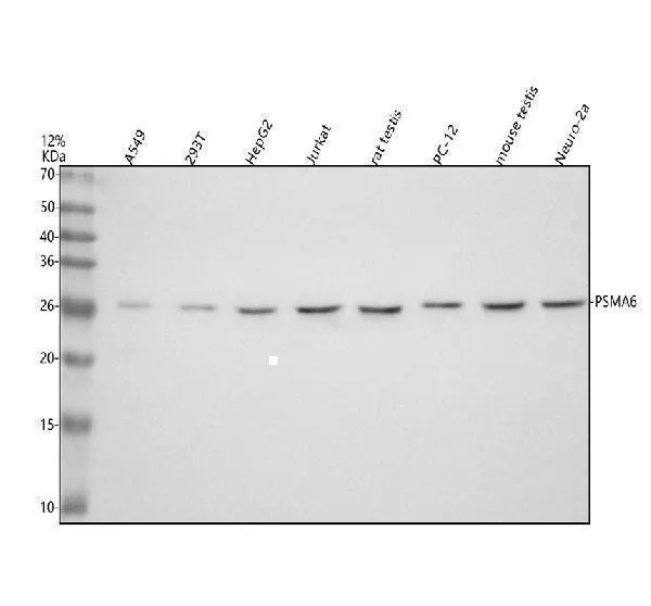 Anti-PSMA6 Antibody Picoband®