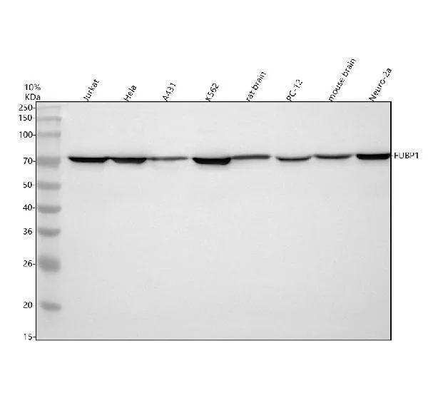 Anti-FUBP1 Antibody Picoband®