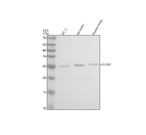 Anti-GSTM2 Antibody Picoband®