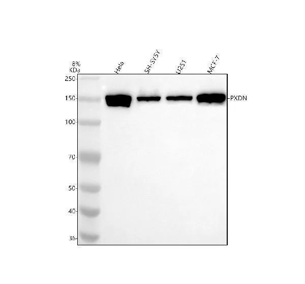 Anti-PXDN Antibody Picoband®