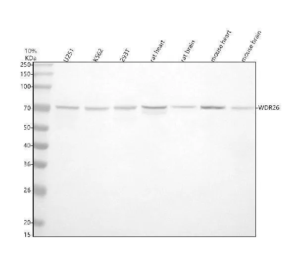Anti-WDR26 Antibody Picoband®