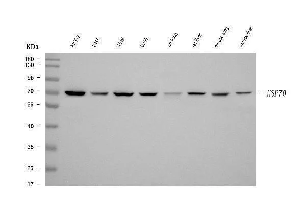 Anti-HSP70 Hspa1b Antilichaam (monoclonaal, BRM-22)