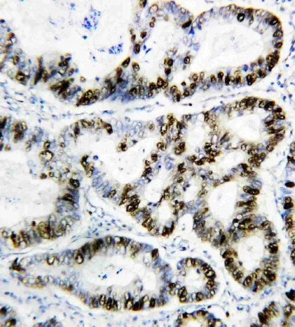 Anti-PCNA Antilichaam (monoclonaal, PC 10)