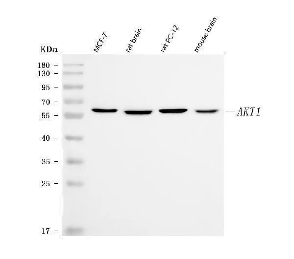 Anti-PKB Alpha Akt1 Antilichaam (monoclonaal, PKB-175)