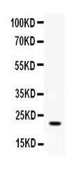 Anti-IFN gamma Antibody Picoband®