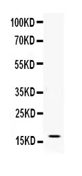 Anti-IFN gamma Antibody Picoband®