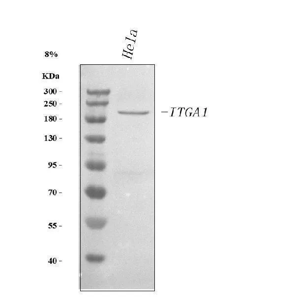Anti-Integrin alfa 1/ITGA1 Antibody Picoband®