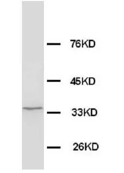 Anti-Morg1/WDR83 Antibody Picoband®