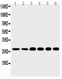 Anti-Sonic Hedgehog/SHH Antibody Picoband®