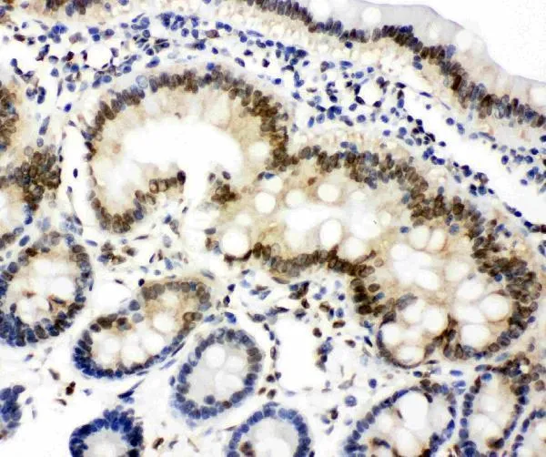 Anti-Lamine A + C/LMNA Antibody Picoband®