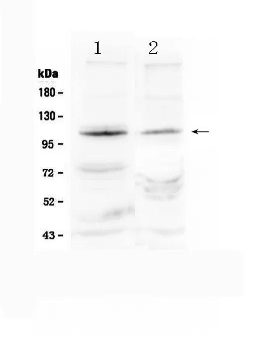 Anti-HIF-2-alfa/EPAS1 Antilichaam Picoband®