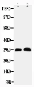 Anti-Aquaporine 5/AQP5 Antibody Picoband®