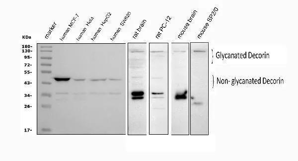 Anti-Decorin/DCN Antibody Picoband®
