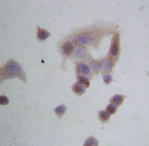 Anti-GRP94/HSP90B1 Antilichaam Picoband®